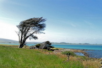 windblown